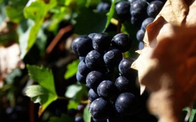 Britain Uncorked: Wine-Making Industry in the UK